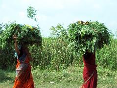 A common sight on the India back roads